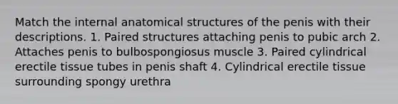 Match the internal anatomical structures of the penis with their descriptions. 1. Paired structures attaching penis to pubic arch 2. Attaches penis to bulbospongiosus muscle 3. Paired cylindrical erectile tissue tubes in penis shaft 4. Cylindrical erectile tissue surrounding spongy urethra