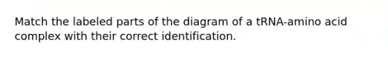 Match the labeled parts of the diagram of a tRNA-amino acid complex with their correct identification.