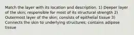 Match the layer with its location and description. 1) Deeper layer of the skin; responsible for most of its structural strength 2) Outermost layer of the skin; consists of epithelial tissue 3) Connects the skin to underlying structures; contains adipose tissue
