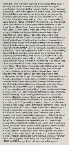Match the letter with bone marking it represents. Make sure to including the name of the bone with questions asking you identify bone markings. Letter F represents the: (bone marking) acetabulum (bone marking) greater sciatic notch (bone marking) iliac crest (bone marking) ischial spine (bone marking) ischial tuberosity (bone marking) median sacral crest (bone marking) obturator foramen (bone marking) pubic crest (bone marking) sacral foramen *BONE MARKING* This marking is on the: (bone) carpals (bone) clavicle (bone) coccyx (bone) ethmoid (bone) femur (bone) fibula (bone) frontal bone (bone) humerus (bone) ilium (bone) ischium (bone) mandible (bone) maxilla (bone) metacarpals (bone) metatarsals (bone) nasal bone (bone) occipital bone (bone) parietal bone (bone) patella (bone) phalanges of the foot (bone) phalanges of the hand (bone) pubis (bone) radius (bone) ribs (bone) sacrum (bone) scapula (bone) sphenoid bone (bone) sternum (bone) tarsals (bone) temporal (bone) tibia (bone) ulna (bone) vertebrae (bone) vomer (bone) zygomatic *BONE NAME* Letter E represents the: (bone marking) acetabulum (bone marking) greater sciatic notch (bone marking) iliac crest (bone marking) ischial spine (bone marking) ischial tuberosity (bone marking) median sacral crest (bone marking) obturator foramen (bone marking) pubic crest (bone marking) sacral foramen *BONE MARKING* This marking is on the: (bone) carpals (bone) clavicle (bone) coccyx (bone) ethmoid (bone) femur (bone) fibula (bone) frontal bone (bone) humerus (bone) ilium (bone) ischium (bone) mandible (bone) maxilla (bone) metacarpals (bone) metatarsals (bone) nasal bone (bone) occipital bone (bone) parietal bone (bone) patella (bone) phalanges of the foot (bone) phalanges of the hand (bone) pubis (bone) radius (bone) ribs (bone) sacrum (bone) scapula (bone) sphenoid bone (bone) sternum (bone) tarsals (bone) temporal (bone) tibia (bone) ulna (bone) vertebrae (bone) vomer (bone) zygomatic *BONE NAME* Letter D represents the: (bone marking) acetabulum (bone marking) greater sciatic notch (bone marking) iliac crest (bone marking) ischial spine (bone marking) ischial tuberosity (bone marking) median sacral crest (bone marking) obturator foramen (bone marking) pubic crest (bone marking) sacral foramen *BONE MARKING of the ilium, ischium, and pubis bones.* This marking is on the: (bone) carpals (bone) clavicle (bone) coccyx (bone) ethmoid (bone) femur (bone) fibula (bone) frontal bone (bone) humerus (bone) ilium (bone) ischium (bone) mandible (bone) maxilla (bone) metacarpals (bone) metatarsals (bone) nasal bone (bone) occipital bone (bone) parietal bone (bone) patella (bone) phalanges of the foot (bone) phalanges of the hand (bone) pubis (bone) radius (bone) ribs (bone) sacrum (bone) scapula (bone) sphenoid bone (bone) sternum (bone) tarsals (bone) temporal (bone) tibia (bone) ulna (bone) vertebrae (bone) vomer (bone) zygomatic *BONE NAME* Letter B represents the : (bone marking) acetabulum (bone marking) greater sciatic notch (bone marking) iliac crest (bone marking) ischial spine (bone marking) ischial tuberosity (bone marking) median sacral crest (bone marking) obturator foramen (bone marking) pubic crest (bone marking) sacral foramen *BONE MARKING of the ilium, ischium, and pubis bones.*