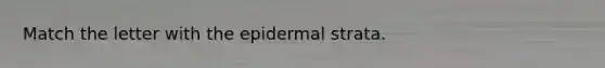 Match the letter with the epidermal strata.