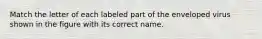 Match the letter of each labeled part of the enveloped virus shown in the figure with its correct name.