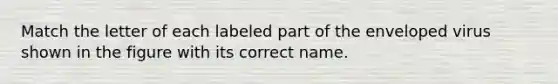 Match the letter of each labeled part of the enveloped virus shown in the figure with its correct name.