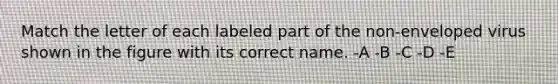 Match the letter of each labeled part of the non-enveloped virus shown in the figure with its correct name. -A -B -C -D -E