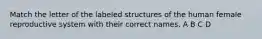 Match the letter of the labeled structures of the human female reproductive system with their correct names. A B C D