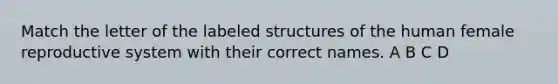 Match the letter of the labeled structures of the human <a href='https://www.questionai.com/knowledge/kGn6bIpZ8k-female-reproductive-system' class='anchor-knowledge'>female reproductive system</a> with their correct names. A B C D