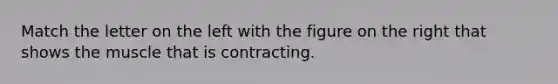 Match the letter on the left with the figure on the right that shows the muscle that is contracting.