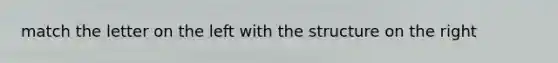 match the letter on the left with the structure on the right