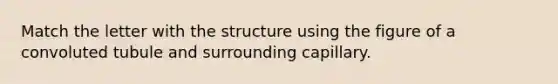 Match the letter with the structure using the figure of a convoluted tubule and surrounding capillary.