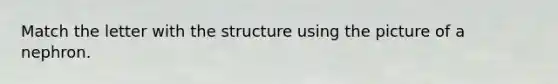 Match the letter with the structure using the picture of a nephron.