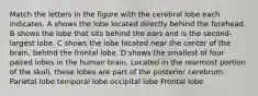 Match the letters in the figure with the cerebral lobe each indicates. A shows the lobe located directly behind the forehead. B shows the lobe that sits behind the ears and is the second-largest lobe. C shows the lobe located near the center of the brain, behind the frontal lobe. D shows the smallest of four paired lobes in the human brain. Located in the rearmost portion of the skull, these lobes are part of the posterior cerebrum. Parietal lobe temporal lobe occipital lobe Frontal lobe