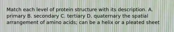 Match each level of protein structure with its description. A. primary B. secondary C. tertiary D. quaternary the spatial arrangement of amino acids; can be a helix or a pleated sheet