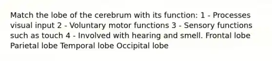 Match the lobe of the cerebrum with its function: 1 - Processes visual input 2 - Voluntary motor functions 3 - Sensory functions such as touch 4 - Involved with hearing and smell. Frontal lobe Parietal lobe Temporal lobe Occipital lobe