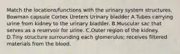 Match the locations/functions with the urinary system structures. Bowman capsule Cortex Ureters Urinary bladder A.Tubes carrying urine from kidney to the urinary bladder. B.Muscular sac that serves as a reservoir for urine. C.Outer region of the kidney. D.Tiny structure surrounding each glomerulus; receives filtered materials from the blood.