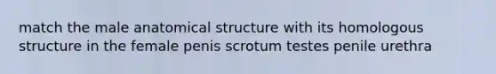 match the male anatomical structure with its homologous structure in the female penis scrotum testes penile urethra