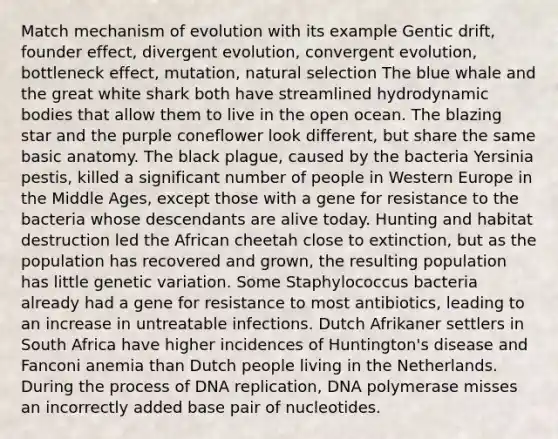 Match mechanism of evolution with its example Gentic drift, founder effect, divergent evolution, convergent evolution, bottleneck effect, mutation, natural selection The blue whale and the great white shark both have streamlined hydrodynamic bodies that allow them to live in the open ocean. The blazing star and the purple coneflower look different, but share the same basic anatomy. The black plague, caused by the bacteria Yersinia pestis, killed a significant number of people in Western Europe in the Middle Ages, except those with a gene for resistance to the bacteria whose descendants are alive today. Hunting and habitat destruction led the African cheetah close to extinction, but as the population has recovered and grown, the resulting population has little genetic variation. Some Staphylococcus bacteria already had a gene for resistance to most antibiotics, leading to an increase in untreatable infections. Dutch Afrikaner settlers in South Africa have higher incidences of Huntington's disease and Fanconi anemia than Dutch people living in the Netherlands. During the process of <a href='https://www.questionai.com/knowledge/kofV2VQU2J-dna-replication' class='anchor-knowledge'>dna replication</a>, DNA polymerase misses an incorrectly added base pair of nucleotides.