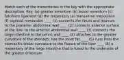 Match each of the mesenteries in the key with the appropriate description. Key: (a) greater omentum (b) lesser omentum (c) falciform ligament (d) the mesentery (e) transverse mesocolon (f) sigmoid mesocolon ____ (1) connects the ileum and jejunum to the posterior abdominal wall ____ (2) connects anterior surface of the liver to the anterior abdominal wall ____ (3) connects the large intestine to the pelvic wall ____ (4) attaches to the greater curvature of the stomach; has the most fat ____ (5) runs from the stomach's lesser curvature to the fissure of the liver ____ (6) a mesentery of the large intestine that is fused to the underside of the greater omentum