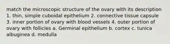 match the microscopic structure of the ovary with its description 1. thin, simple cuboidal epithelium 2. connective tissue capsule 3. inner portion of ovary with blood vessels 4. outer portion of ovary with follicles a. Germinal epithelium b. cortex c. tunica albuginea d. medulla