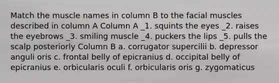 Match the muscle names in column B to the facial muscles described in column A Column A _1. squints the eyes _2. raises the eyebrows _3. smiling muscle _4. puckers the lips _5. pulls the scalp posteriorly Column B a. corrugator supercilii b. depressor anguli oris c. frontal belly of epicranius d. occipital belly of epicranius e. orbicularis oculi f. orbicularis oris g. zygomaticus