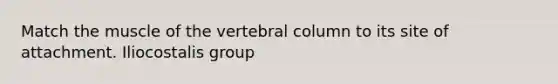 Match the muscle of the vertebral column to its site of attachment. Iliocostalis group