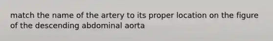 match the name of the artery to its proper location on the figure of the descending abdominal aorta