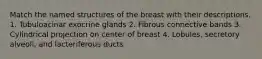 Match the named structures of the breast with their descriptions. 1. Tubuloacinar exocrine glands 2. Fibrous connective bands 3. Cylindrical projection on center of breast 4. Lobules, secretory alveoli, and lacteriferous ducts