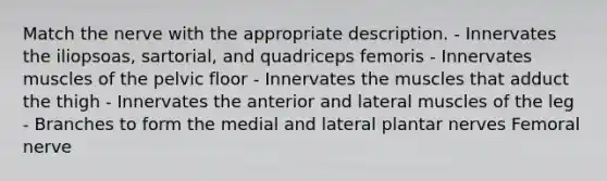 Match the nerve with the appropriate description. - Innervates the iliopsoas, sartorial, and quadriceps femoris - Innervates muscles of the pelvic floor - Innervates the muscles that adduct the thigh - Innervates the anterior and lateral muscles of the leg - Branches to form the medial and lateral plantar nerves Femoral nerve