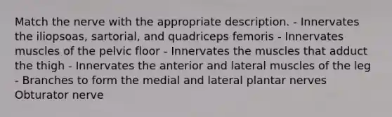 Match the nerve with the appropriate description. - Innervates the iliopsoas, sartorial, and quadriceps femoris - Innervates muscles of the pelvic floor - Innervates the muscles that adduct the thigh - Innervates the anterior and lateral muscles of the leg - Branches to form the medial and lateral plantar nerves Obturator nerve