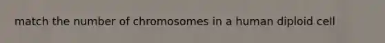 match the number of chromosomes in a human diploid cell