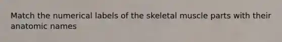 Match the numerical labels of the skeletal muscle parts with their anatomic names