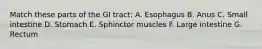 Match these parts of the GI tract: A. Esophagus B. Anus C. Small intestine D. Stomach E. Sphinctor muscles F. Large intestine G. Rectum