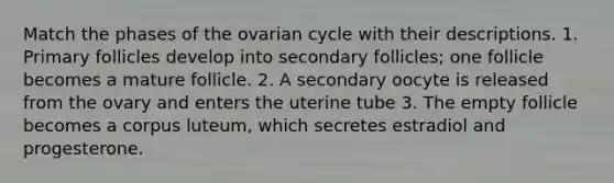 Match the phases of the ovarian cycle with their descriptions. 1. Primary follicles develop into secondary follicles; one follicle becomes a mature follicle. 2. A secondary oocyte is released from the ovary and enters the uterine tube 3. The empty follicle becomes a corpus luteum, which secretes estradiol and progesterone.