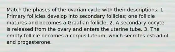 Match the phases of the ovarian cycle with their descriptions. 1. Primary follicles develop into secondary follicles; one follicle matures and becomes a Graafian follicle. 2. A secondary oocyte is released from the ovary and enters the uterine tube. 3. The empty follicle becomes a corpus luteum, which secretes estradiol and progesterone.