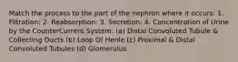 Match the process to the part of the nephron where it occurs: 1. Filtration: 2. Reabsorption: 3. Secretion: 4. Concentration of Urine by the CounterCurrent System: (a) Distal Convoluted Tubule & Collecting Ducts (b) Loop Of Henle (c) Proximal & Distal Convoluted Tubules (d) Glomerulus