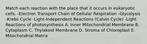 Match each reaction with the place that it occurs in eukaryotic cells. -Electron Transport Chain of Cellular Respiration -Glycolysis -Krebs Cycle -Light-Independent Reactions (Calvin Cycle) -Light Reactions of photosynthesis A. Inner Mitochondrial Membrane B. Cytoplasm C. Thylakoid Membrane D. Stroma of Chloroplast E. Mitochondrial Matrix