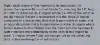 Match each region of the nephron to its description. A) glomerular capsule B) proximal tubule C) collecting duct D) loop of Henle E) distal tubule 1) region where 65-70% of the water in the glomerular filtrate is reabsorbed into the blood 2) region composed of a descending limb that is permeable to water and an ascending limb that is impermeable to water 3) region where blood plasma fluid is filtered from the blood into the nephron 4) ADH increases the permeability of the cells of this region to water 5) region where fluids are transported to the collecting duct; active reabsorption of salt occurs