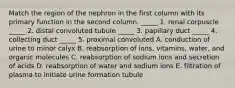 Match the region of the nephron in the first column with its primary function in the second column. _____ 1. renal corpuscle _____ 2. distal convoluted tubule _____ 3. papillary duct _____ 4. collecting duct _____ 5. proximal convoluted A. conduction of urine to minor calyx B. reabsorption of ions, vitamins, water, and organic molecules C. reabsorption of sodium ions and secretion of acids D. reabsorption of water and sodium ions E. filtration of plasma to initiate urine formation tubule