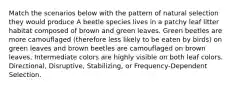 Match the scenarios below with the pattern of natural selection they would produce A beetle species lives in a patchy leaf litter habitat composed of brown and green leaves. Green beetles are more camouflaged (therefore less likely to be eaten by birds) on green leaves and brown beetles are camouflaged on brown leaves. Intermediate colors are highly visible on both leaf colors. Directional, Disruptive, Stabilizing, or Frequency-Dependent Selection.