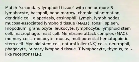 Match "secondary lymphoid tissue" with one or more B lymphocyte, basophil, bone marrow, chronic inflammation, dendritic cell, diapedesis, eosinophil. Lymph, lymph nodes, mucosa-associated lymphoid tissue (MALT), tonsil, spleen. Filopodium, granulocyte, leukocyte, lymphocyte, lymphoid stem cell, macrophage, mast cell. Membrane attack complex (MAC), memory cells, monocyte, mucus, multipotential hematopoietic stem cell. Myeloid stem cell, natural killer (NK) cells, neutrophil, phagocyte, primary lymphoid tissue. T lymphocyte, thymus, toll-like receptor (TLR).