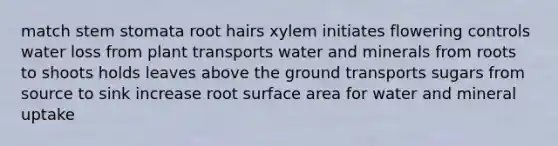 match stem stomata root hairs xylem initiates flowering controls water loss from plant transports water and minerals from roots to shoots holds leaves above the ground transports sugars from source to sink increase root surface area for water and mineral uptake