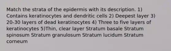 Match the strata of the epidermis with its description. 1) Contains keratinocytes and dendritic cells 2) Deepest layer 3) 20-30 layers of dead keratinocytes 4) Three to five layers of keratinocytes 5)Thin, clear layer Stratum basale Stratum spinosum Stratum granulosum Stratum lucidum Stratum corneum