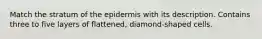 Match the stratum of the epidermis with its description. Contains three to five layers of flattened, diamond-shaped cells.