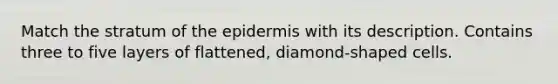 Match the stratum of the epidermis with its description. Contains three to five layers of flattened, diamond-shaped cells.