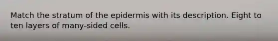 Match the stratum of the epidermis with its description. Eight to ten layers of many-sided cells.