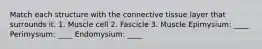 Match each structure with the connective tissue layer that surrounds it. 1. Muscle cell 2. Fascicle 3. Muscle Epimysium: ____ Perimysium: ____ Endomysium: ____