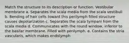 Match the structure to its description or function. Vestibular membrane a. Separates the scala media from the scala vestibuli b. Bending of hair cells toward this perilymph filled structure causes depolarization c. Separates the scala tympani from the scala media d. Communicates with the round window, inferior to the basilar membrane. Filled with perilymph. e. Contains the stria vascularis, which makes endolymph