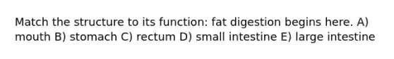 Match the structure to its function: fat digestion begins here. A) mouth B) stomach C) rectum D) small intestine E) <a href='https://www.questionai.com/knowledge/kGQjby07OK-large-intestine' class='anchor-knowledge'>large intestine</a>