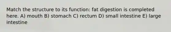 Match the structure to its function: fat digestion is completed here. A) mouth B) stomach C) rectum D) small intestine E) large intestine