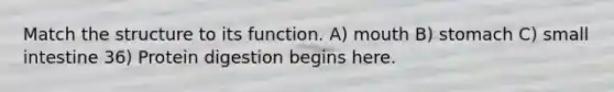 Match the structure to its function. A) mouth B) stomach C) small intestine 36) Protein digestion begins here.