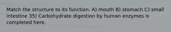 Match the structure to its function. A) mouth B) stomach C) small intestine 35) Carbohydrate digestion by human enzymes is completed here.